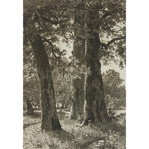 Офорт И.И.Шишкина «Три дуба» 1887