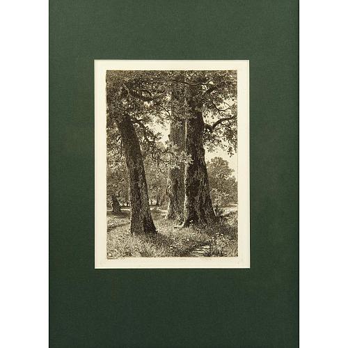 Офорт И.И.Шишкина «Три дуба» 1887